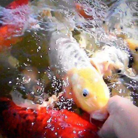 Meet your Posher, Aunt tata - Picture 7 of 8